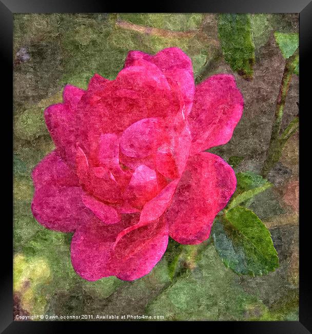 Red Rose Painting Framed Print by Dawn O'Connor