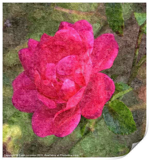 Red Rose Painting Print by Dawn O'Connor