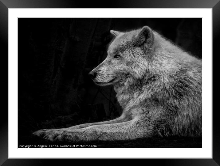 Arctic Wolf Framed Mounted Print by Angela H