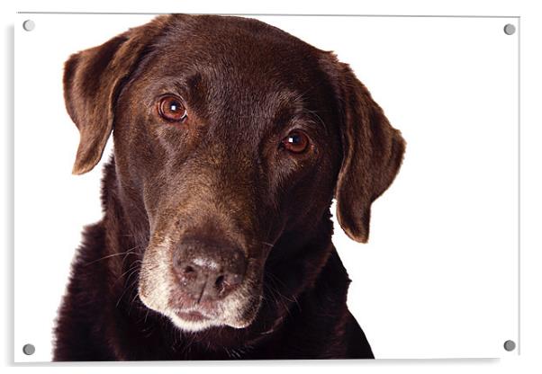 Chocolate Labrador Portrait 2 Acrylic by Paul Macro