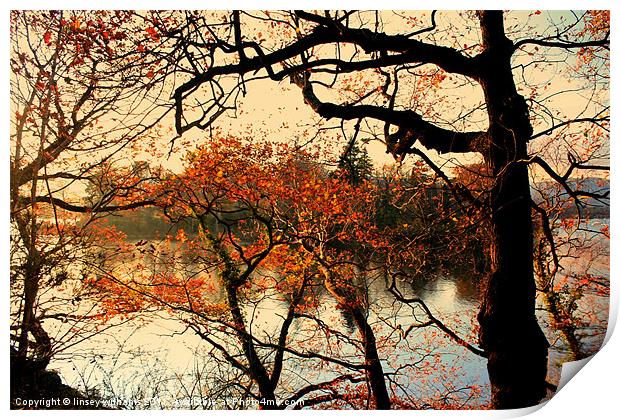 The colour of autumn Print by Linsey Williams