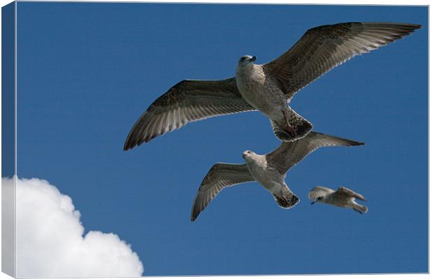 The Gulls Canvas Print by mark blower