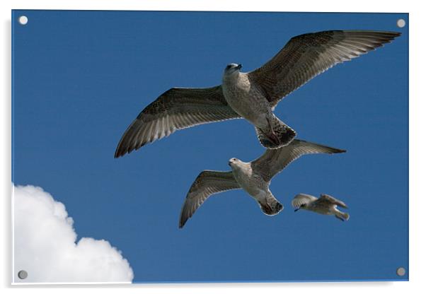 The Gulls Acrylic by mark blower