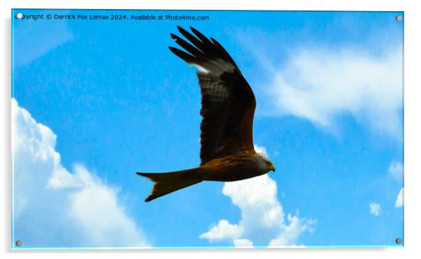 Red Kite Acrylic by Derrick Fox Lomax