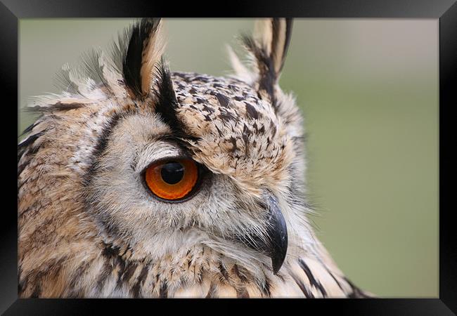 European Eagle Owl Framed Print by Christopher Grant