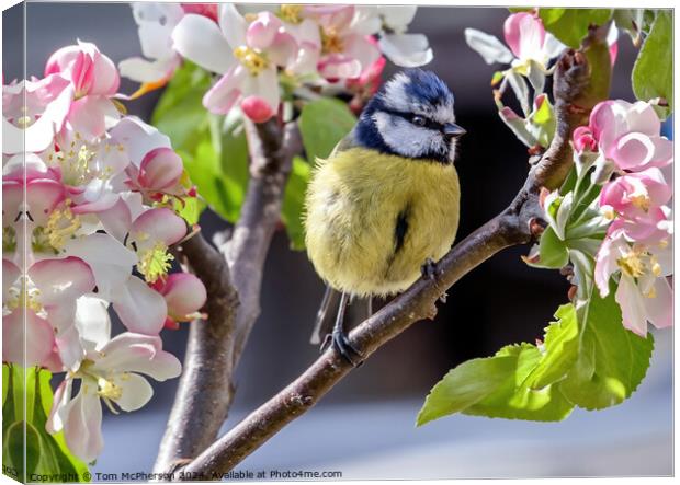 Heralds of Spring Canvas Print by Tom McPherson