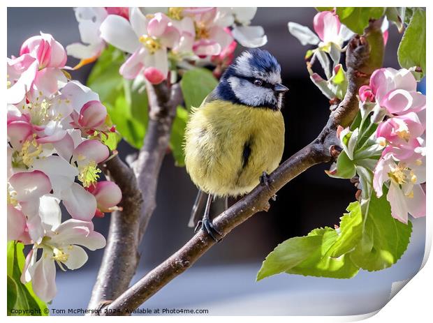 Heralds of Spring Print by Tom McPherson