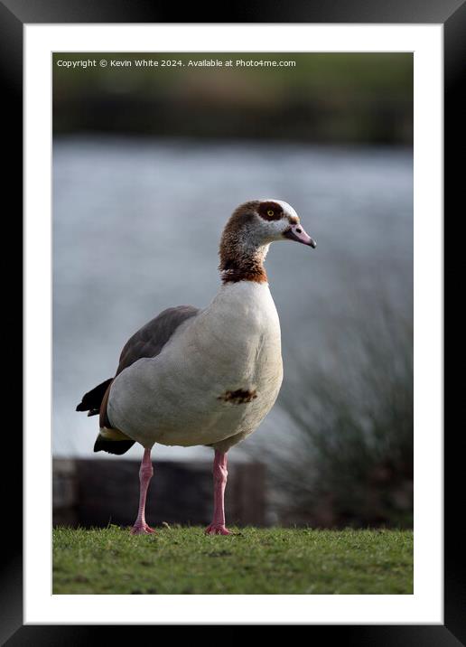 Adult Egyptian goose Framed Mounted Print by Kevin White