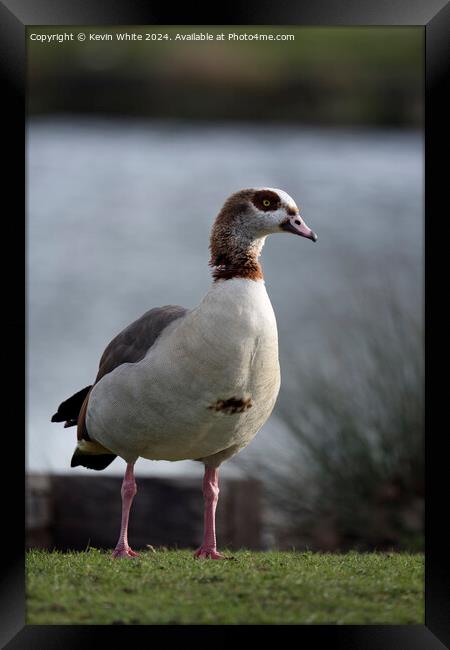 Adult Egyptian goose Framed Print by Kevin White