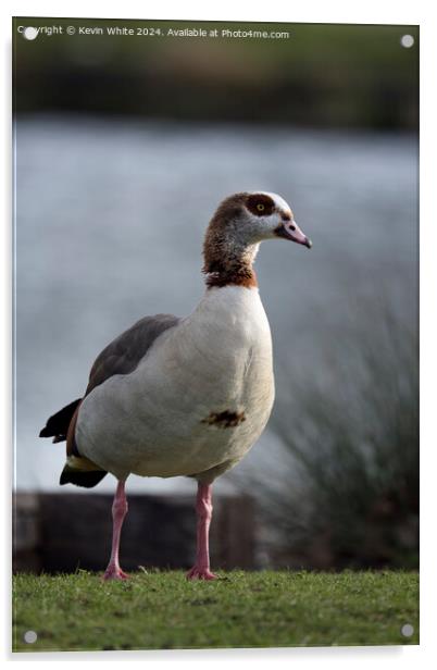 Adult Egyptian goose Acrylic by Kevin White