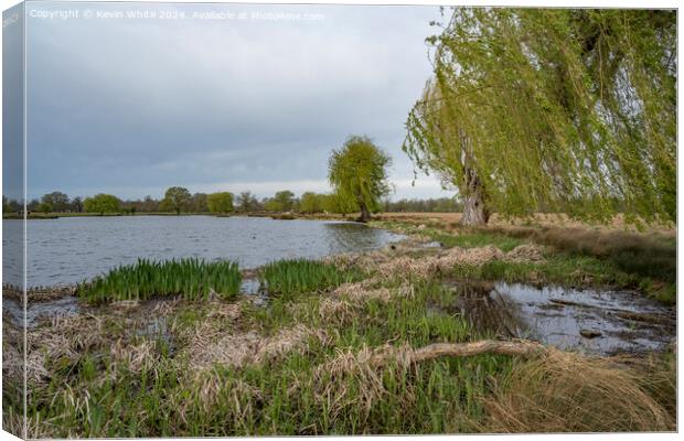 Willow tree and reeds growing in spring Canvas Print by Kevin White