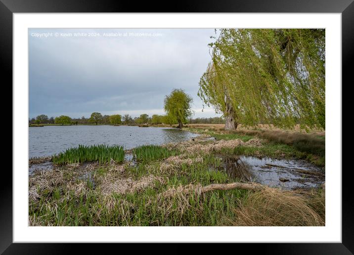 Willow tree and reeds growing in spring Framed Mounted Print by Kevin White