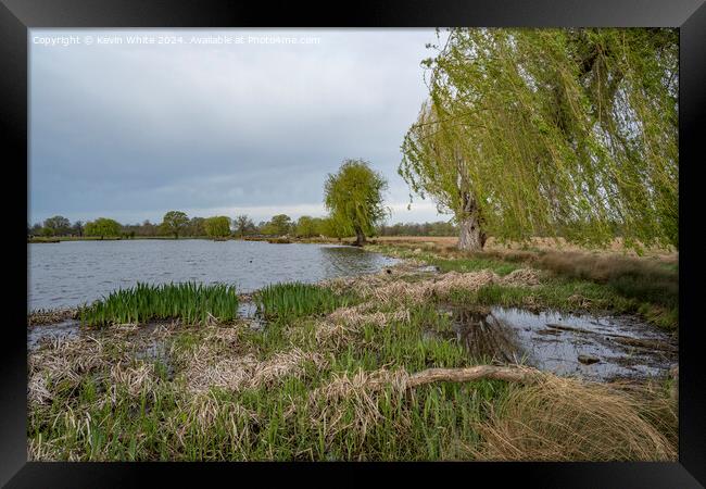 Willow tree and reeds growing in spring Framed Print by Kevin White