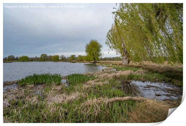 Willow tree and reeds growing in spring Print by Kevin White
