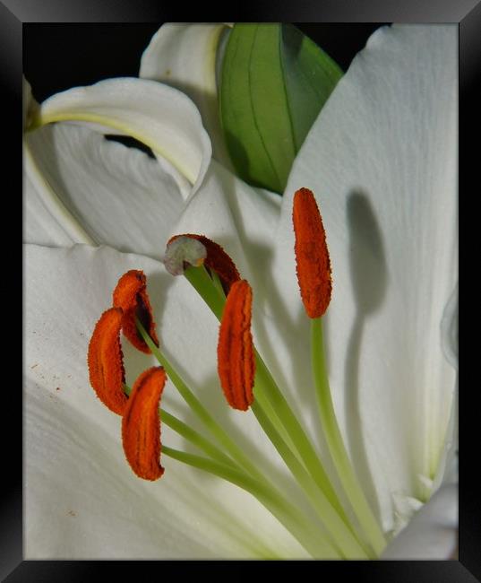 White Oriental Lily. Framed Print by Becky Dix