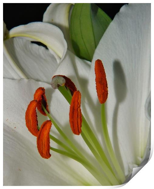 White Oriental Lily. Print by Becky Dix