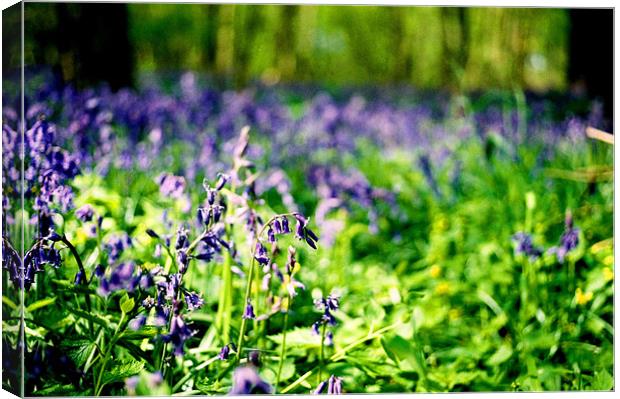 Bluebell Forest Canvas Print by Simon Joshua Peel