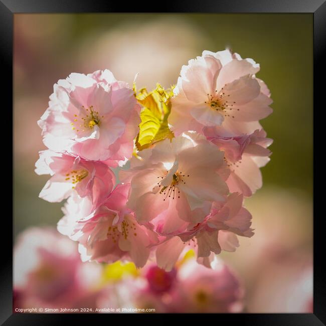 Plant flower Framed Print by Simon Johnson