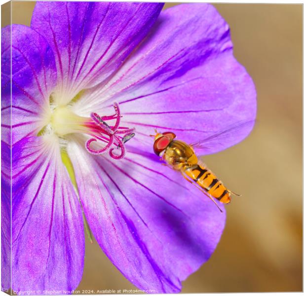 Hoverfly and the Geranium Canvas Print by Stephen Noulton
