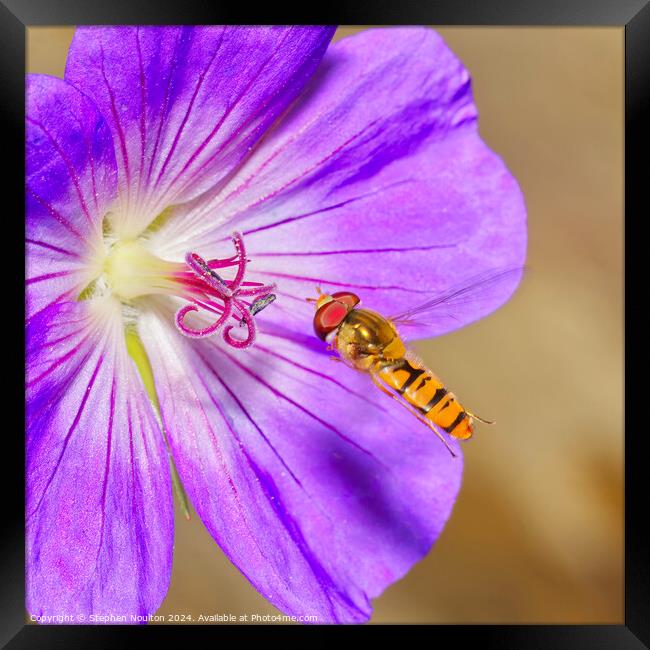 Hoverfly and the Geranium Framed Print by Stephen Noulton