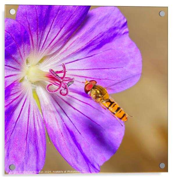 Hoverfly and the Geranium Acrylic by Stephen Noulton