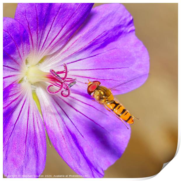 Hoverfly and the Geranium Print by Stephen Noulton
