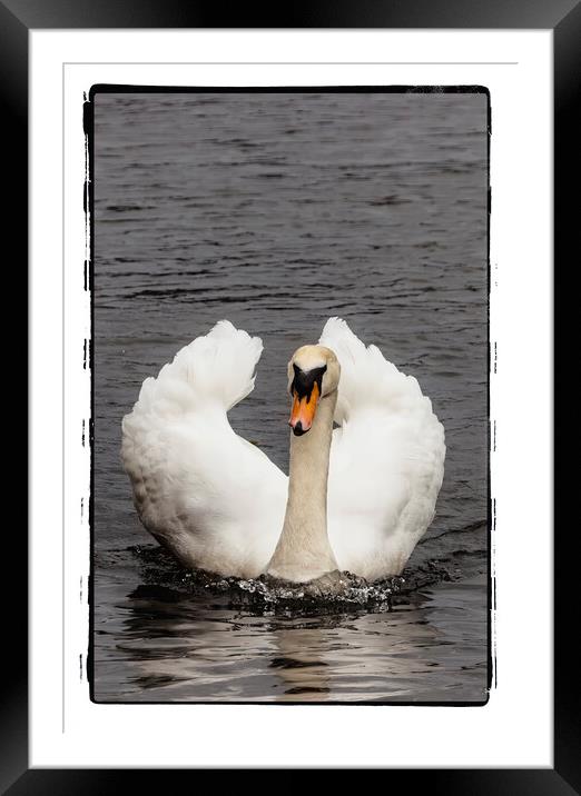 Swan 2024 Framed Mounted Print by Glen Allen