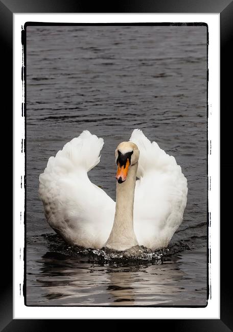 Swan 2024 Framed Print by Glen Allen