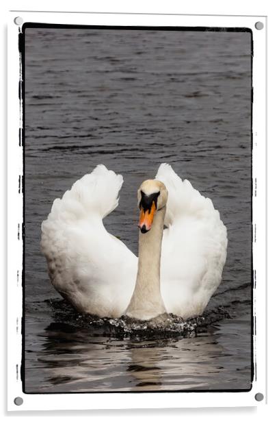 Swan 2024 Acrylic by Glen Allen