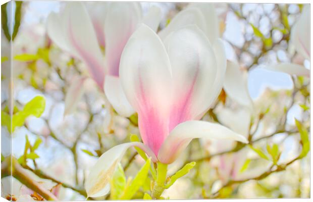 Magnolia Blossom Canvas Print by Alison Chambers