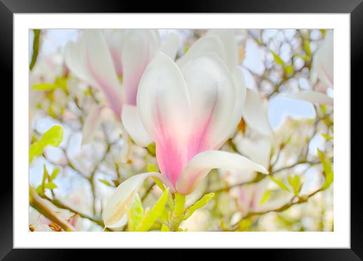 Magnolia Blossom Framed Mounted Print by Alison Chambers