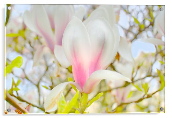 Magnolia Blossom Acrylic by Alison Chambers