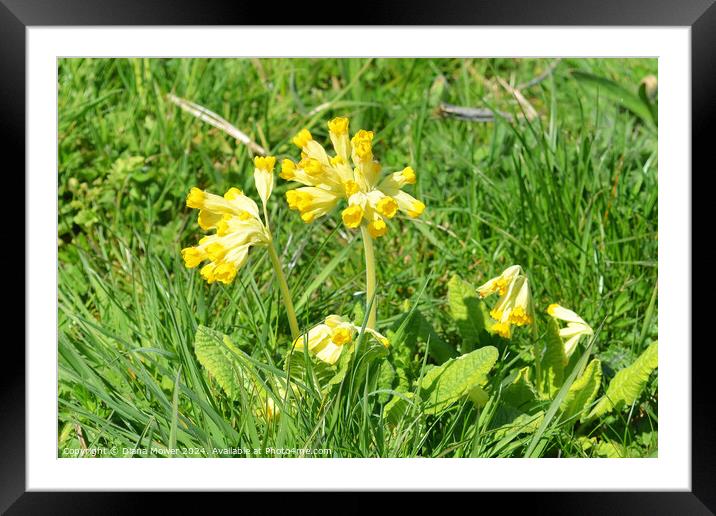 Wild Cowslip flowers UK Framed Mounted Print by Diana Mower