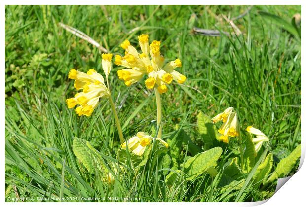 Wild Cowslip flowers UK Print by Diana Mower