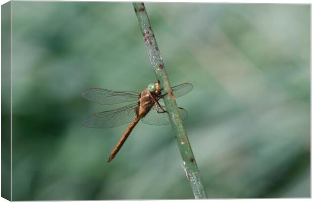 Green Hawker Dragonfly Canvas Print by Stephen Noulton