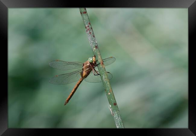 Green Hawker Dragonfly Framed Print by Stephen Noulton