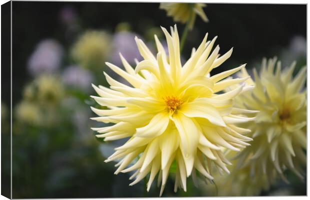 Yellow Cactus dahlia Flower in bloom Canvas Print by Dave Collins