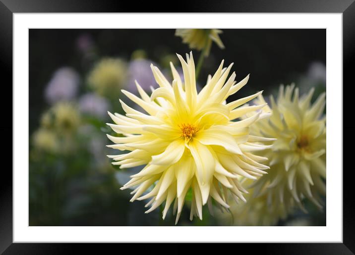 Yellow Cactus dahlia Flower in bloom Framed Mounted Print by Dave Collins