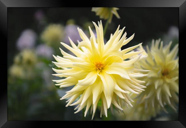 Yellow Cactus dahlia Flower in bloom Framed Print by Dave Collins