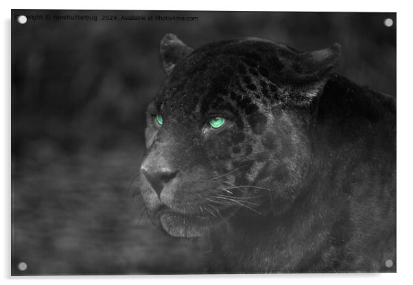 Black Jaguars Emerald Gaze Acrylic by rawshutterbug 
