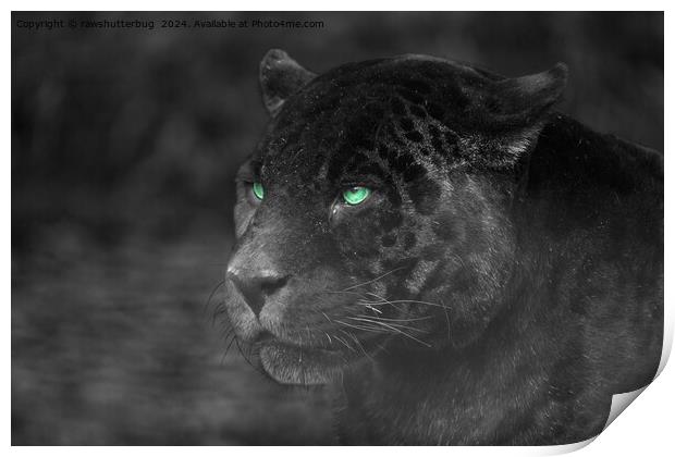 Black Jaguars Emerald Gaze Print by rawshutterbug 