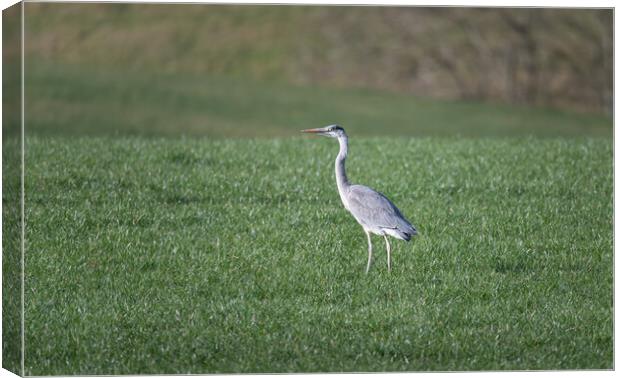 Heron in a field in the Scottish Borders, UK Canvas Print by Dave Collins