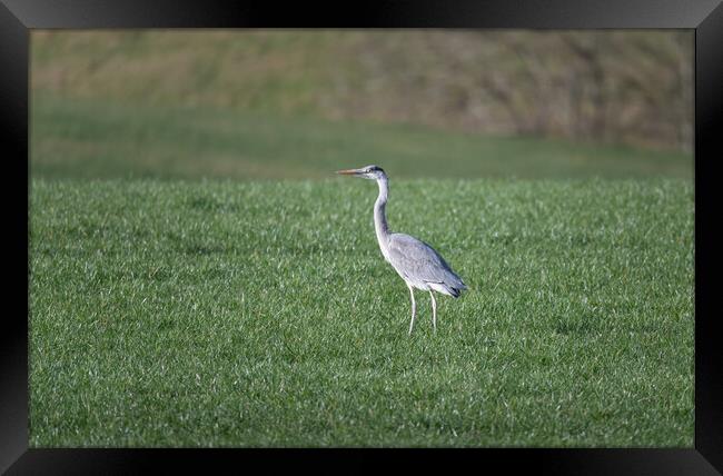 Heron in a field in the Scottish Borders, UK Framed Print by Dave Collins