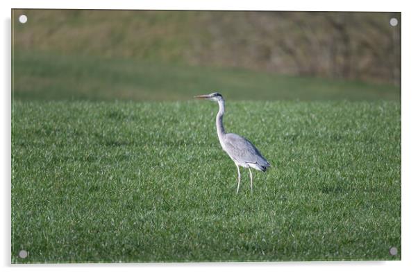 Heron in a field in the Scottish Borders, UK Acrylic by Dave Collins