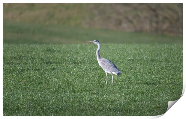 Heron in a field in the Scottish Borders, UK Print by Dave Collins