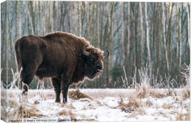 A  bison standing in a forest Canvas Print by Beata Aldridge