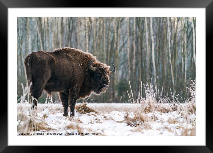 A  bison standing in a forest Framed Mounted Print by Beata Aldridge