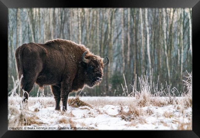 A  bison standing in a forest Framed Print by Beata Aldridge