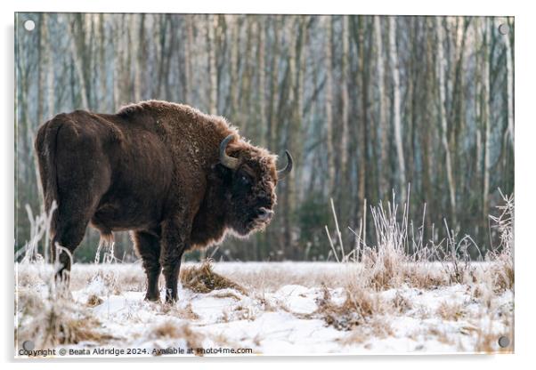 A  bison standing in a forest Acrylic by Beata Aldridge