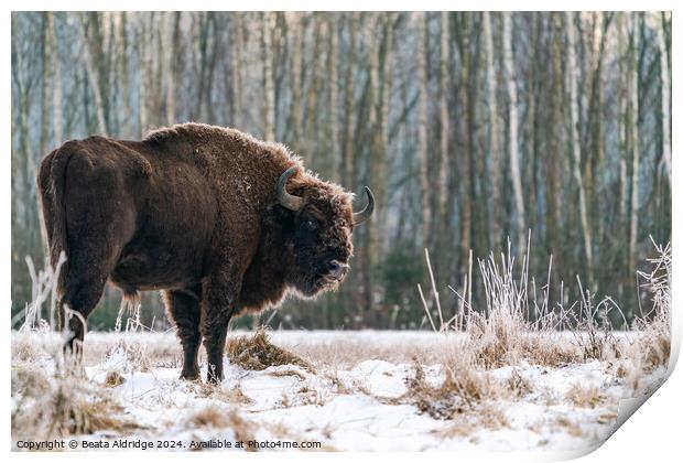 A  bison standing in a forest Print by Beata Aldridge